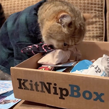 @mreinsteinthecat